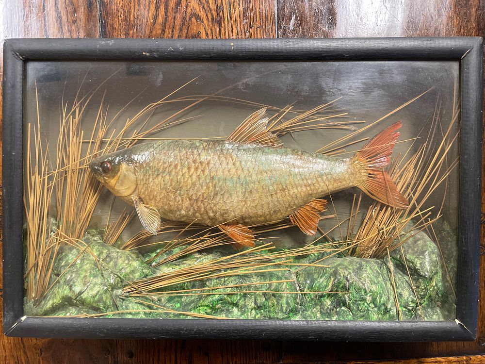 Lot 317 – A Cased Taxidermy Fish Specimen