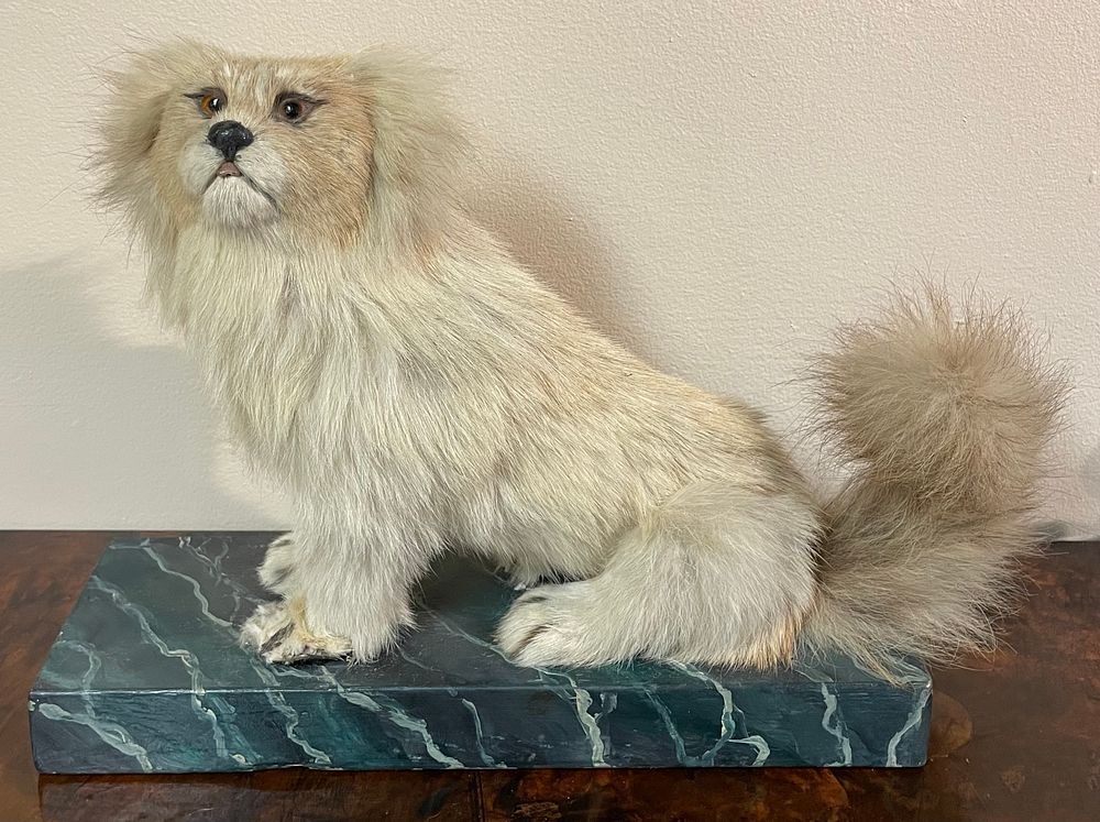 Lot 350 – Antique Taxidermy Pekingese Dog