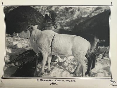 С. Пенжина, Корякский национальной округ. Фото Голынского 1939 год
Размер: 22 х 17 . С. Пенжина 