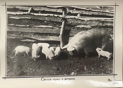 Свинья - мама с детками. Фото Голынского 1939 год
Размер: 21 х 16 . Свинья - мама с детками. 
