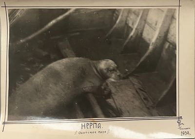 Нерпа Охотское море. Фото Голынского 1939 год 
Размер: 23 х 17 . Нерпа Охотское море. Фото 