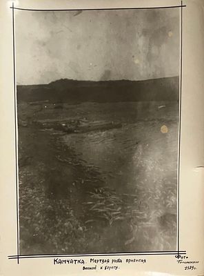 Камчатка. Мертвая рыба прибитая волной к берегу. Фото Голынского 1939 год 
Размер: 23 х 16 . Камч 