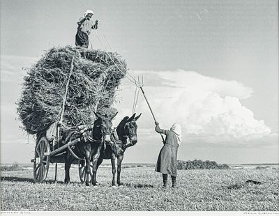 Renos Evriviades WIDESON. Cypriot, 1920 - 2020Harvest Timeblack and white photographed. 20signed 