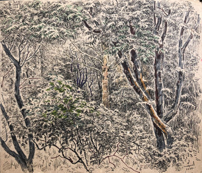 Морозов Константин Феофанович (1894–1990). Лесная чаща. 1977. Бумага, тушь, акварель. 21х24,5. 