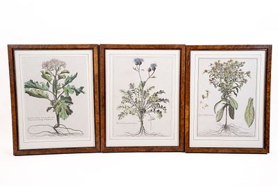 Collection of 3 Antique Botanical Prints . Collection of 3 Antique Botanical Prints. 
1 print 