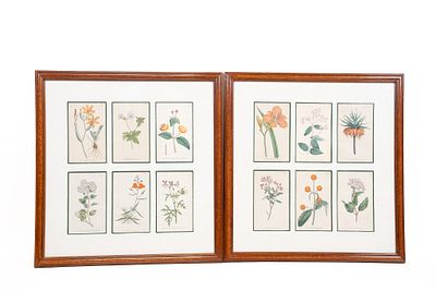 2 Sets of 6 Floral Prints Published by W. Curtis. Published by W. Curtis St. Georges Crescent 