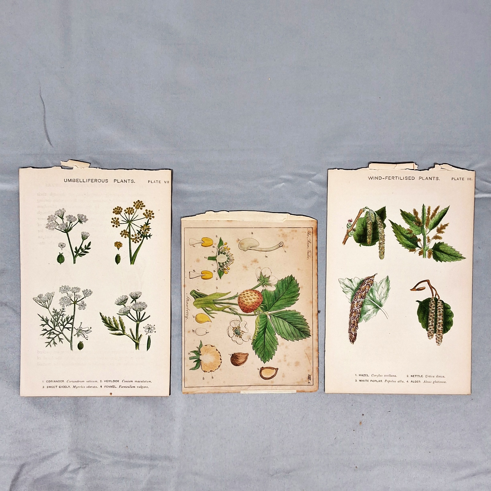 Collection of Antique Photos and Cards