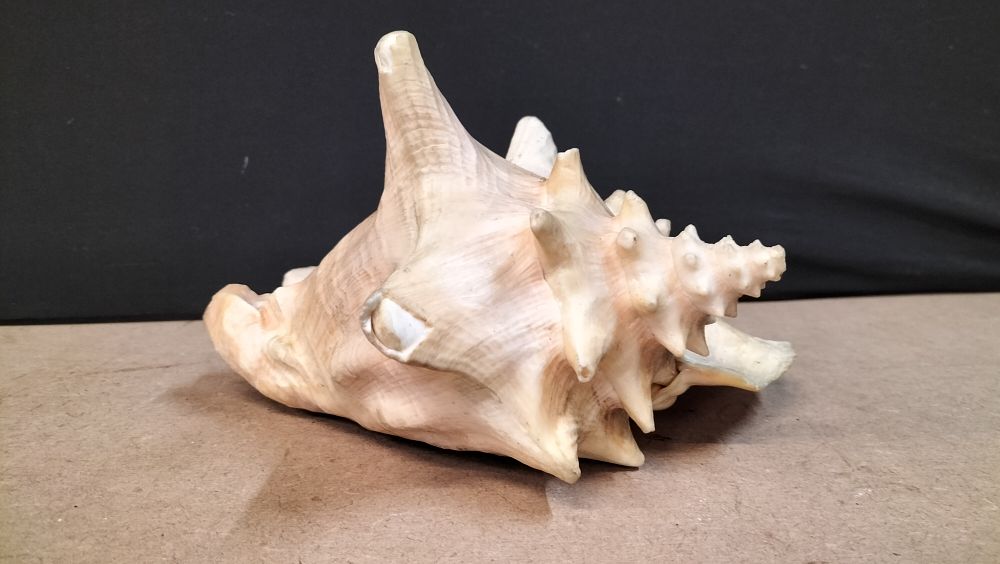 Lot 204: A Large Queen Conch Sea Shell
