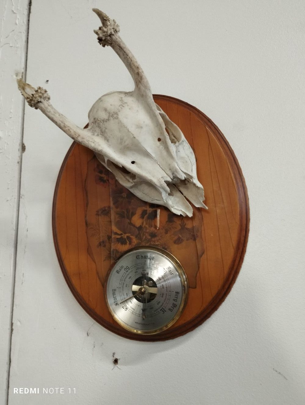 Lot 298: Wall Mounted Deer Skull Barometer