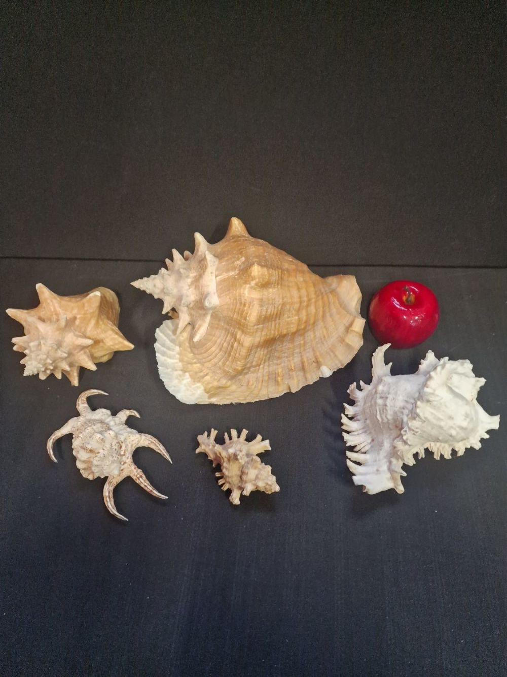 Lot 103: A collection of unique sea shells