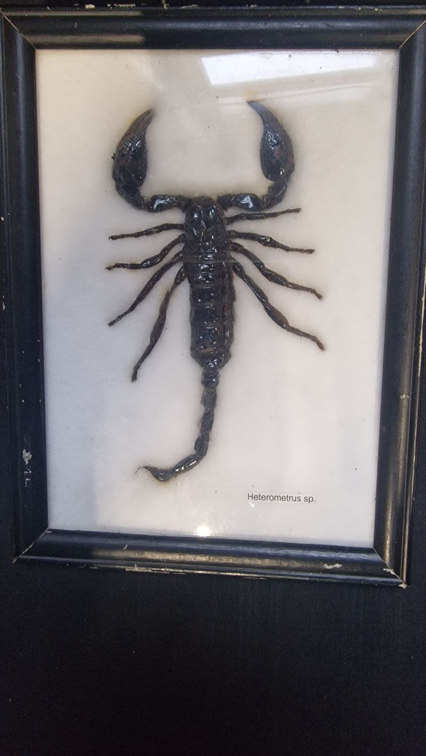 Lot 221: A taxidermy Heterometrus sp (Giant forest scorpion)