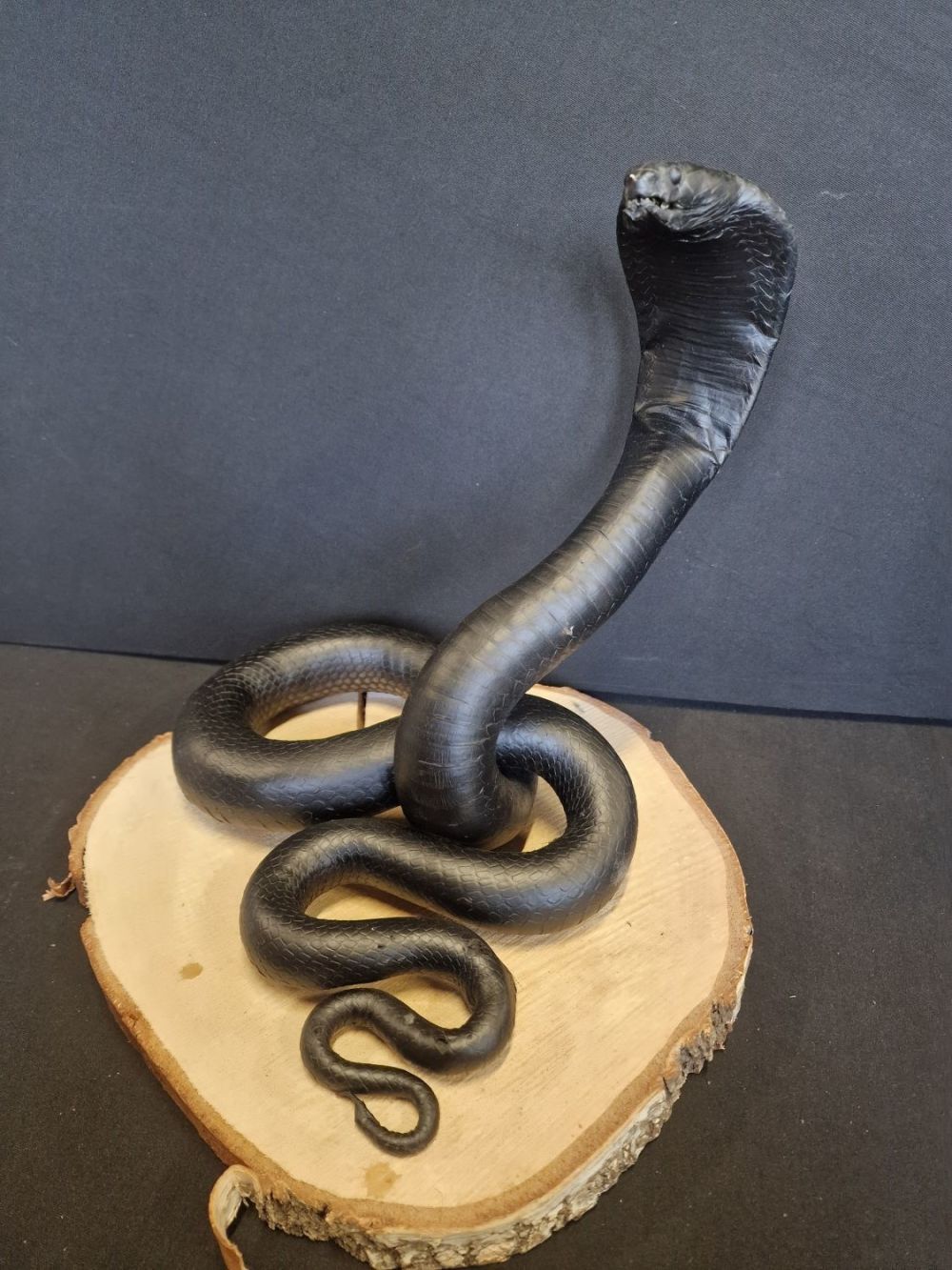 Lot 257: Taxidermy Heterometrus Black spitting Cobra.