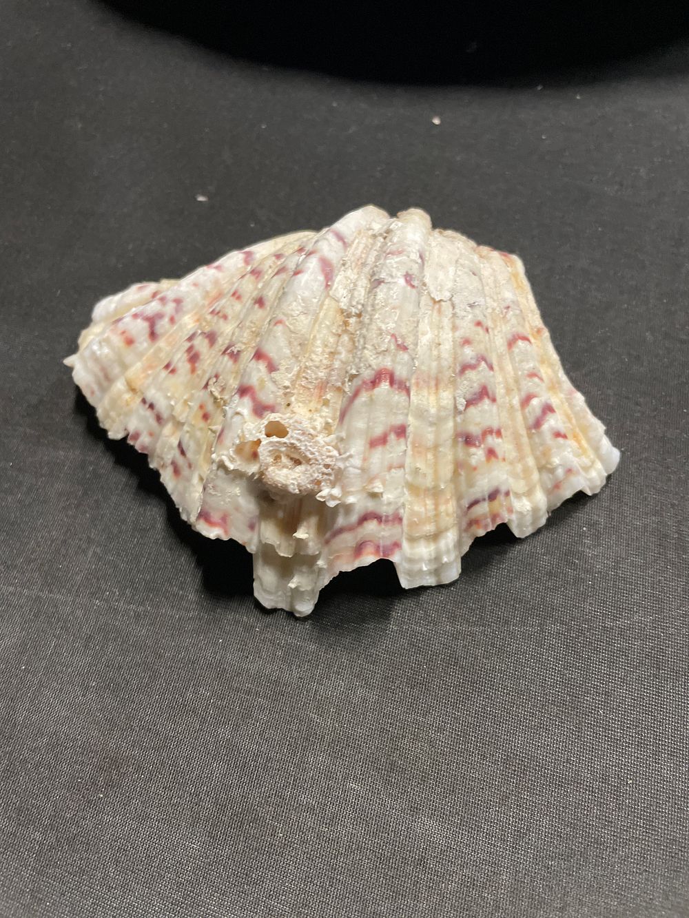 Lot 275: Clam Shell