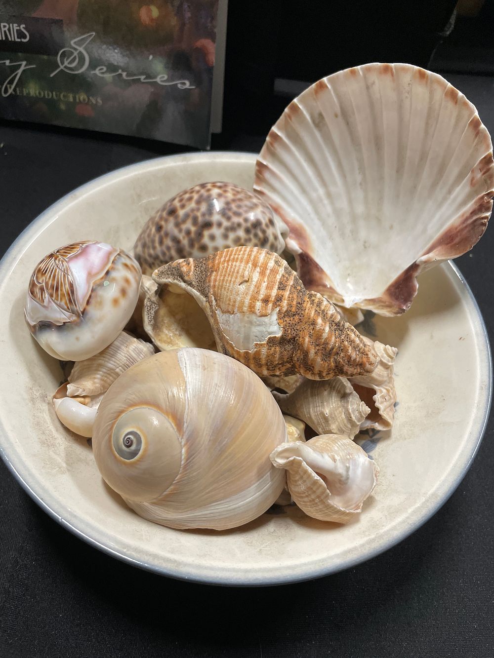 Lot 284: Selection of mixed shells