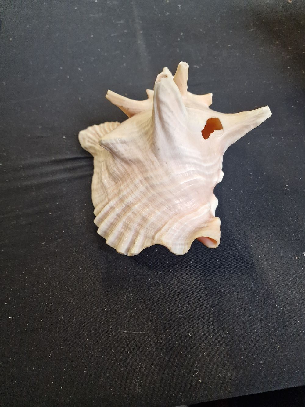 Lot 314: Seashell