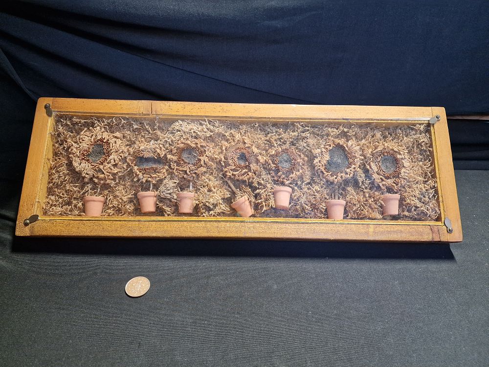 Lot 252: Wooden Frame Containing Sunflowers in Small Plat Pots