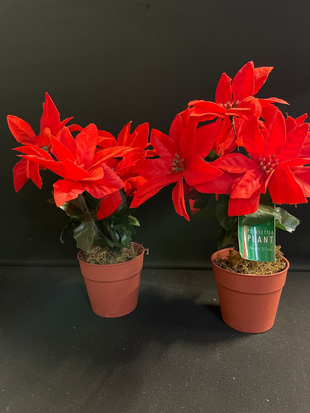 Lot 188: 2 27 cm poinsettia plants