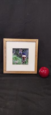 Framed picture of a deer at Sunny Hurst by Matt Donnely. Measures approx H 25.5 x W 25.5 x D 3.5 cm