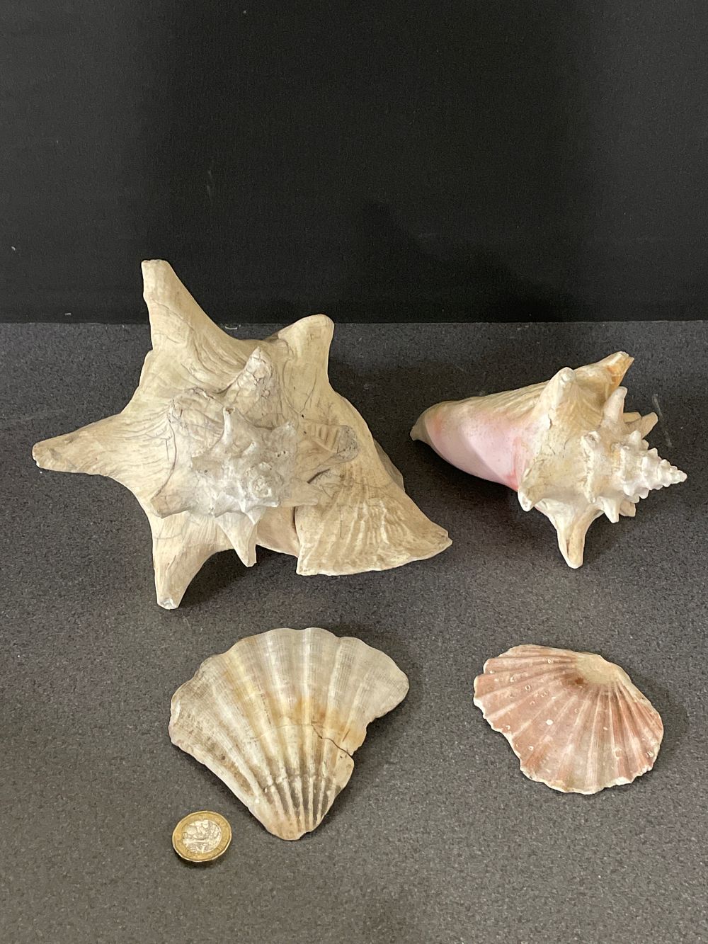 Lot 246: Selection of mixed shells