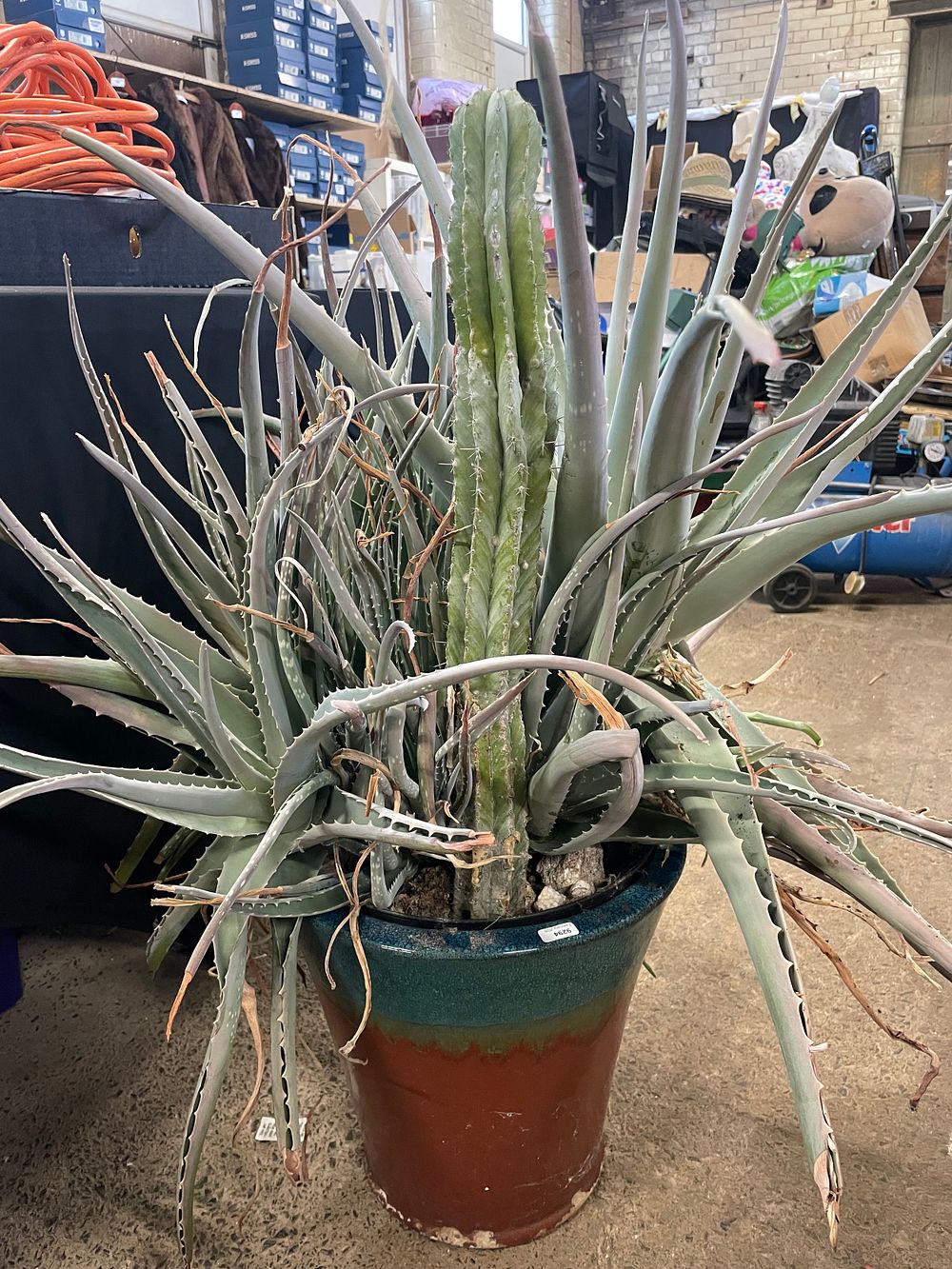 Lot 194: Very large aloe Vera plant and cacti in...