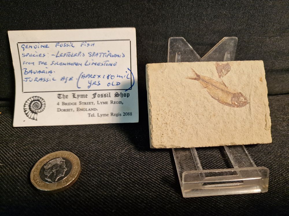 Lot 226: Genuine Fossil Fish Leptolepis Spattiformis from The Solenhofen Limestone Bauaria. Jurassic Age Approx 180m Years Old