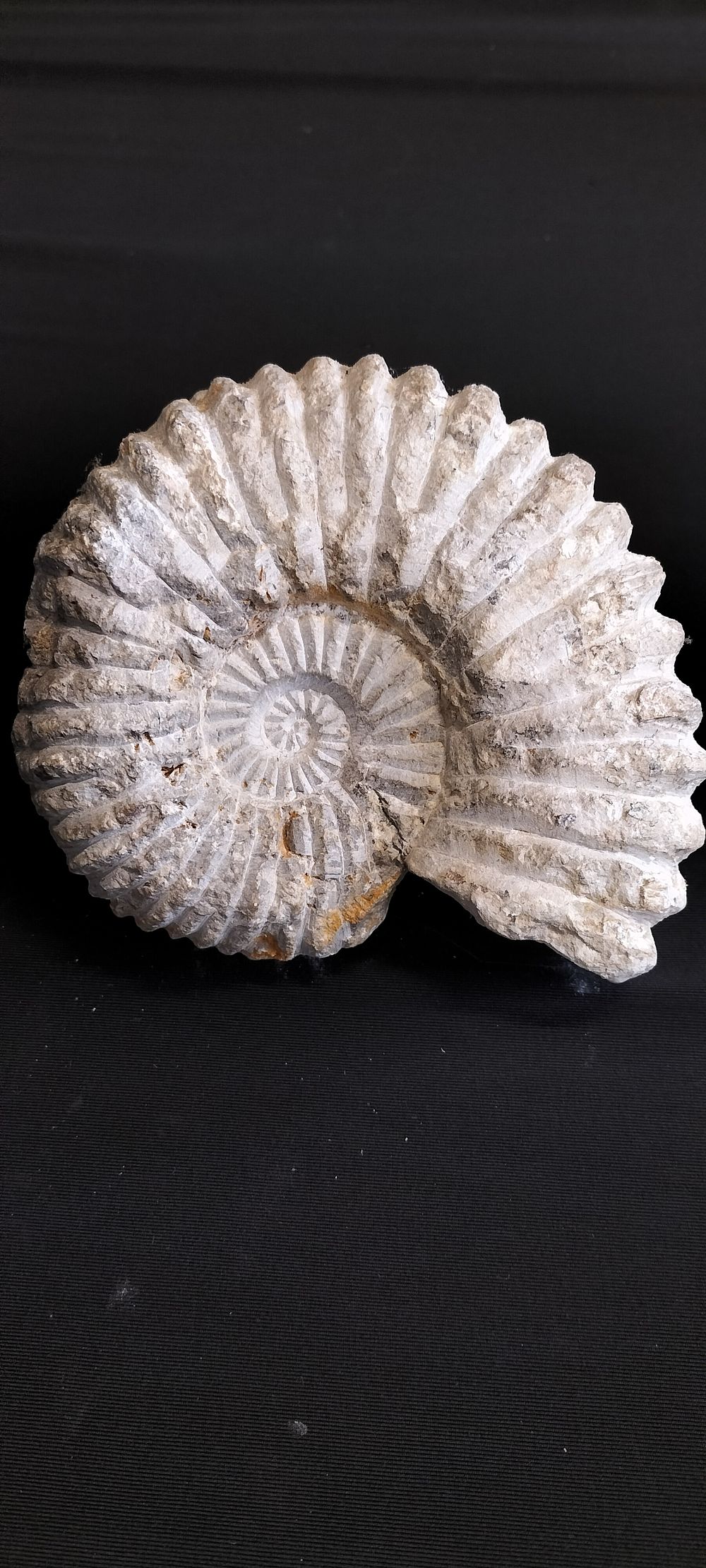Lot 185: Ammonite Fossil has Bolt in the Back For...