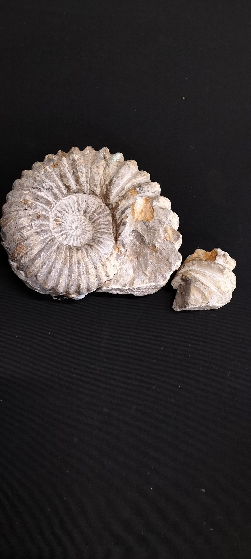 Lot 299: Ammonite Fossil a Piece has Broken Off But...