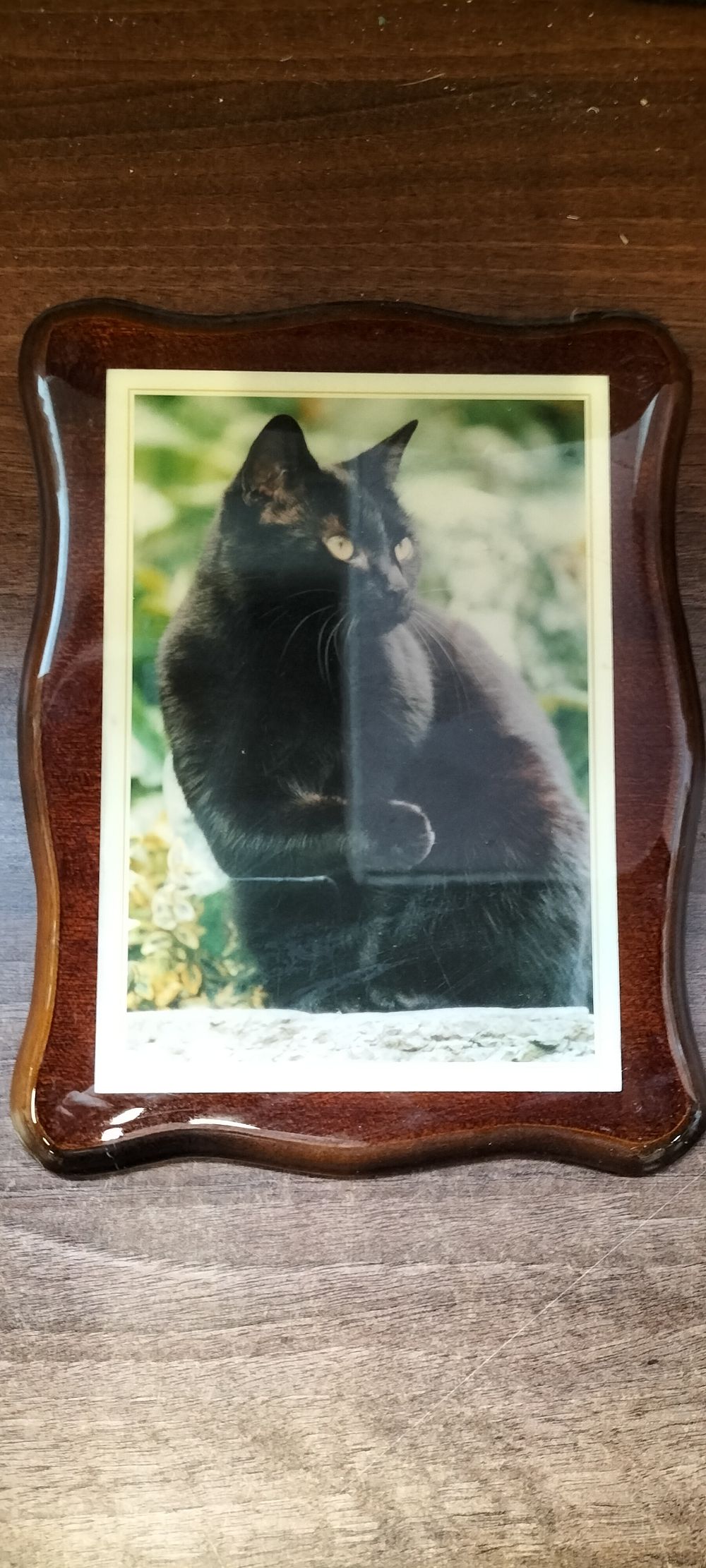 Lot 776: A Framed Photograph of a Black Cat