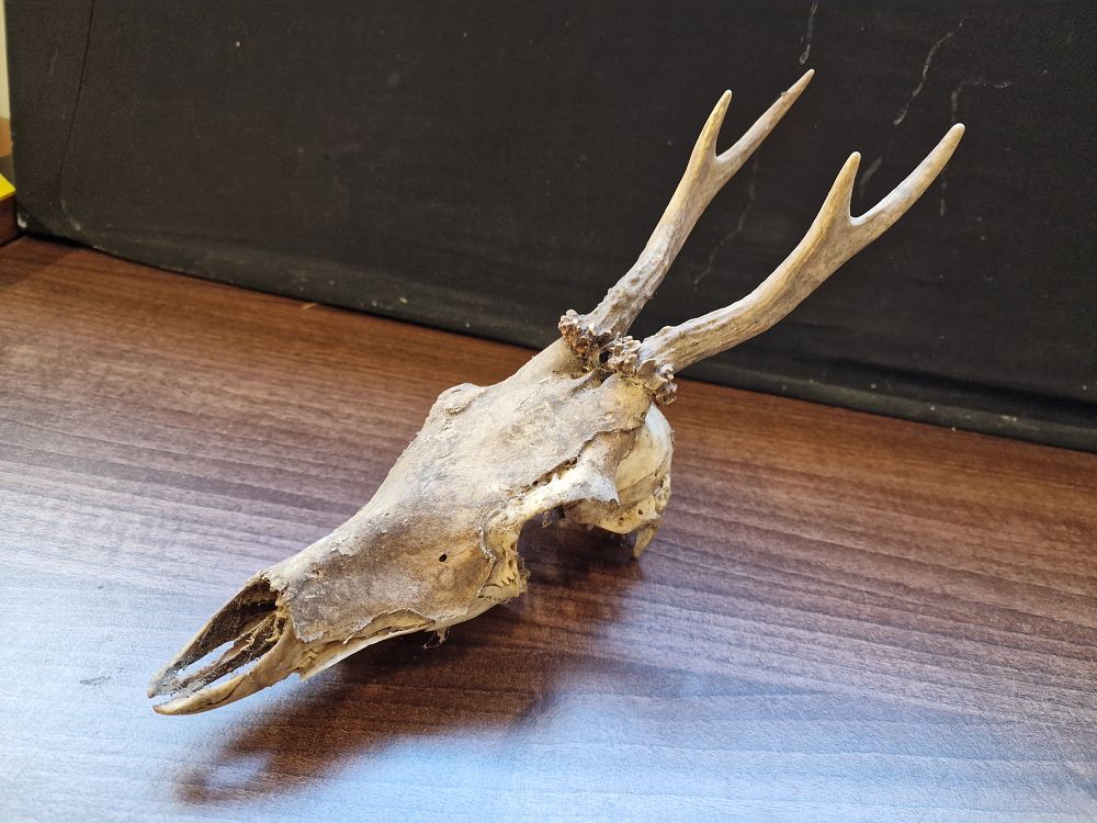 Lot 499: Roe Dear Antlers and Skull