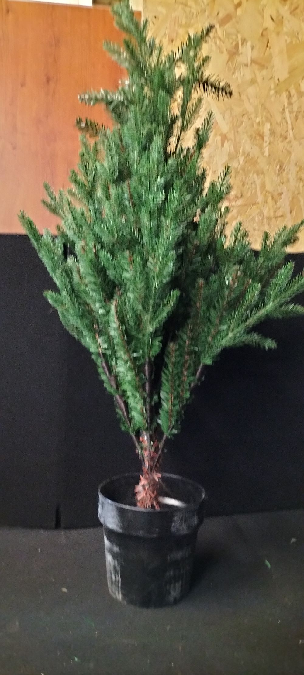 Lot 550: Bare Small Artificial Christmas Tree with No Lights...