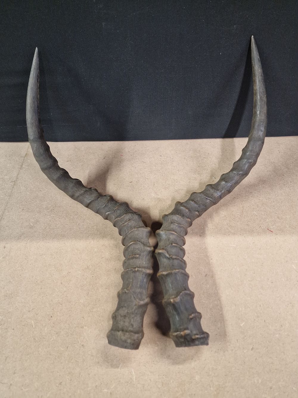 Lot 355: A Pair of Horns