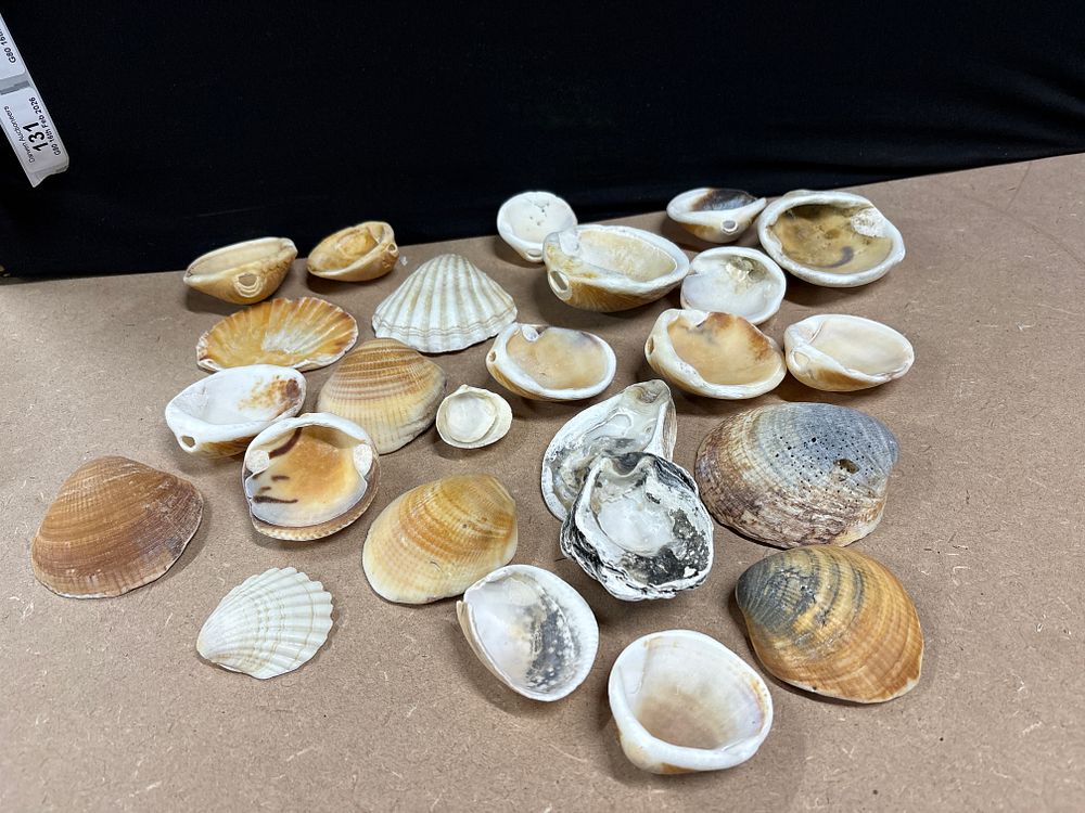 Lot 233: Assorted Marine Bivalve Shells, Collection of approximately 28 loose specimens