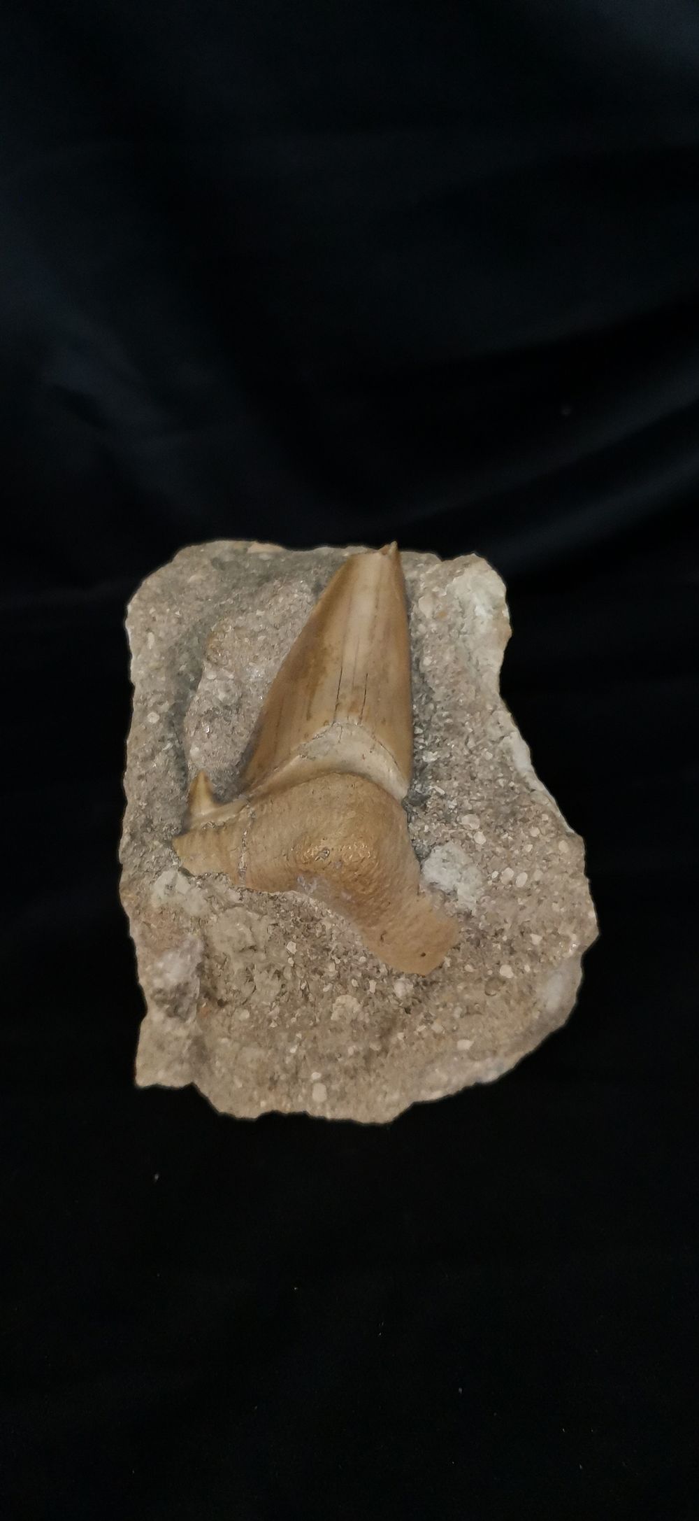 Lot 152: Fossilised Megladon Shark Tooth in Rock Matrix