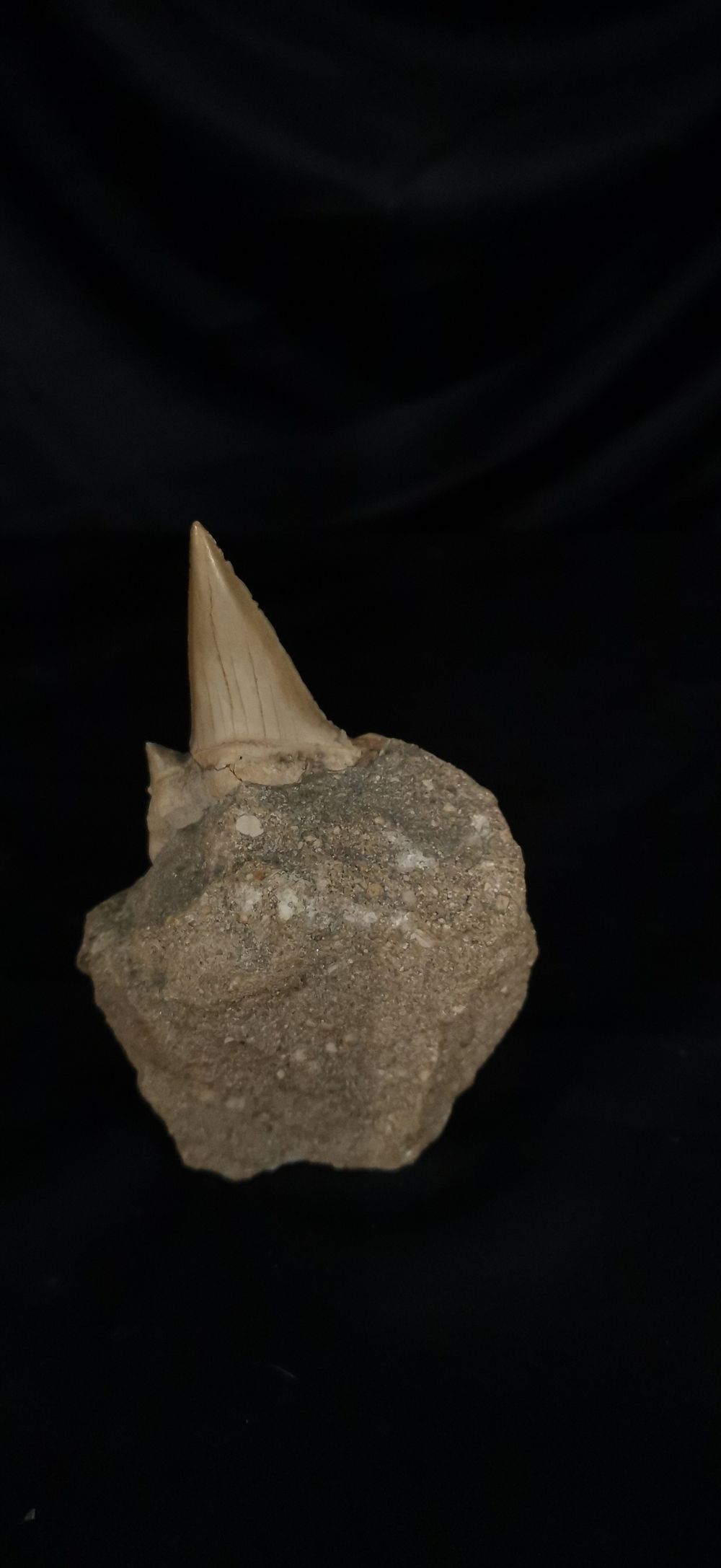 Lot 163: Fossilised Megladon Shark Tooth in Matrix