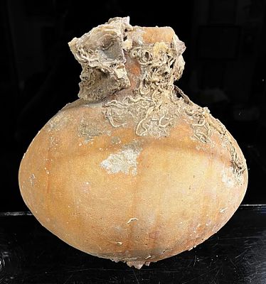 A Barrel Shaped Terracotta Flask found in the Sea. 1st millennium BCE. 20.1 cm high; 22 cm 