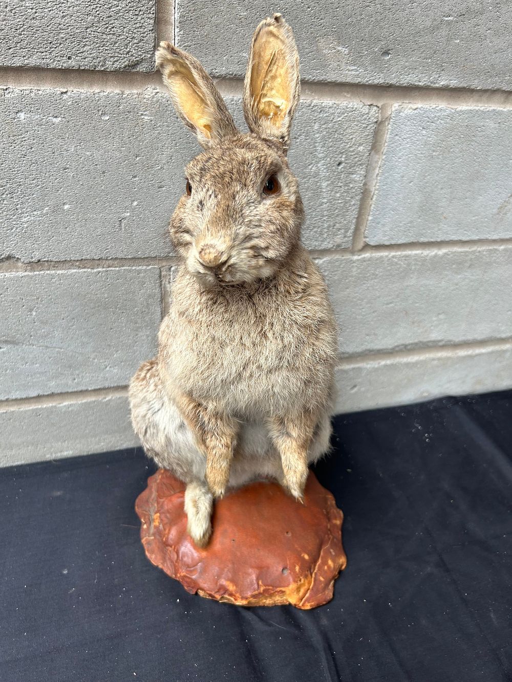 Lot 122: Vintage Taxidermy Standing Rabbit On Base 18" x...