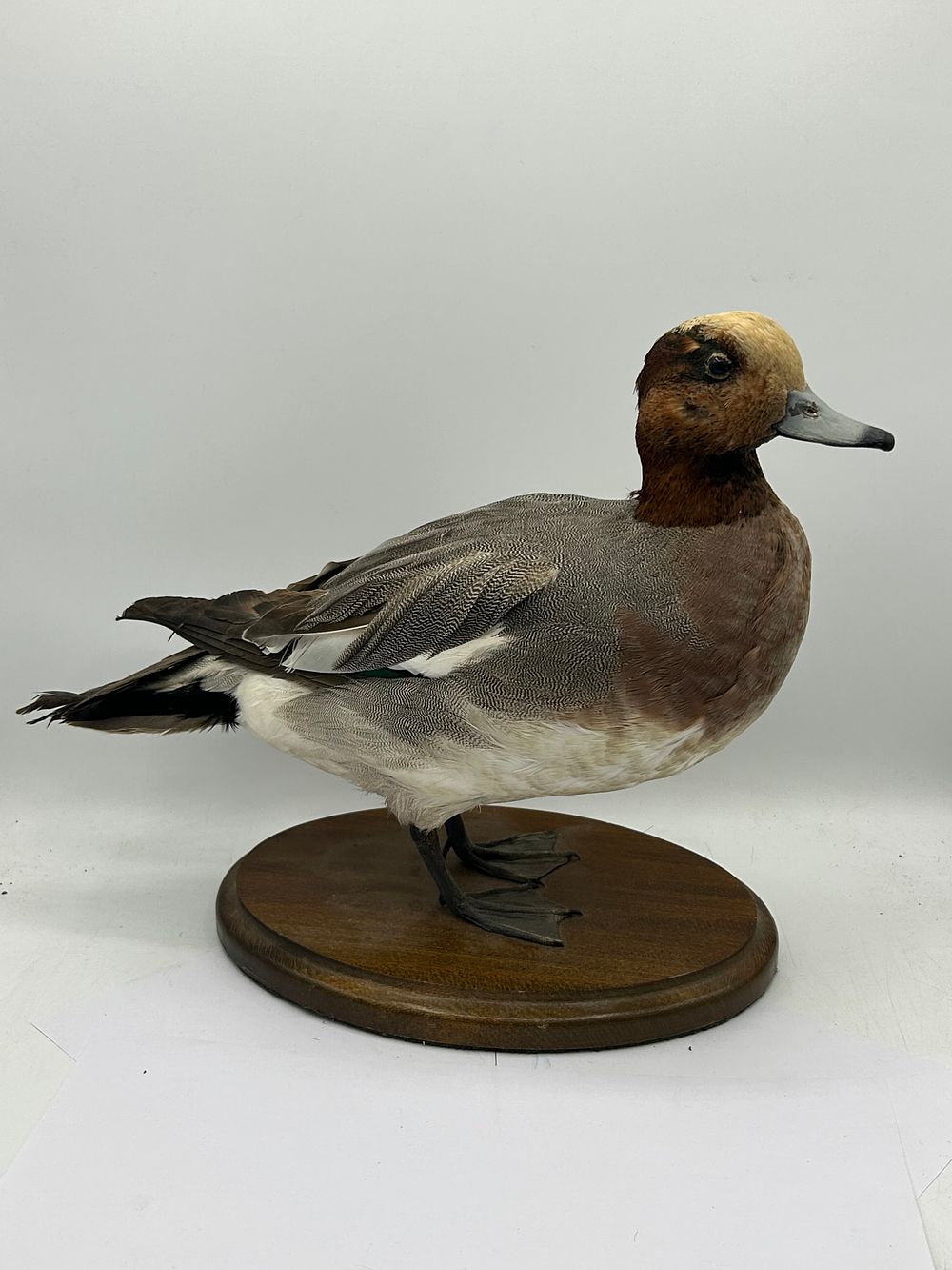 Lot 444: Well Presented Study Of Taxidermy Duck On Wooden...