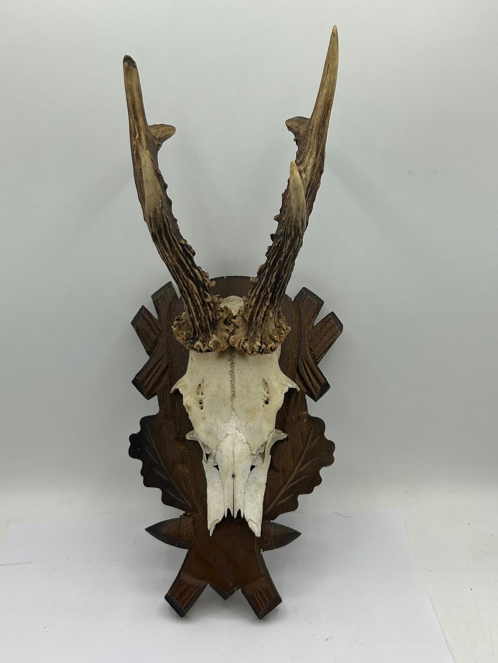 Lot 464: Taxidermy Antlers Mounted On Carved Shield 15” In...