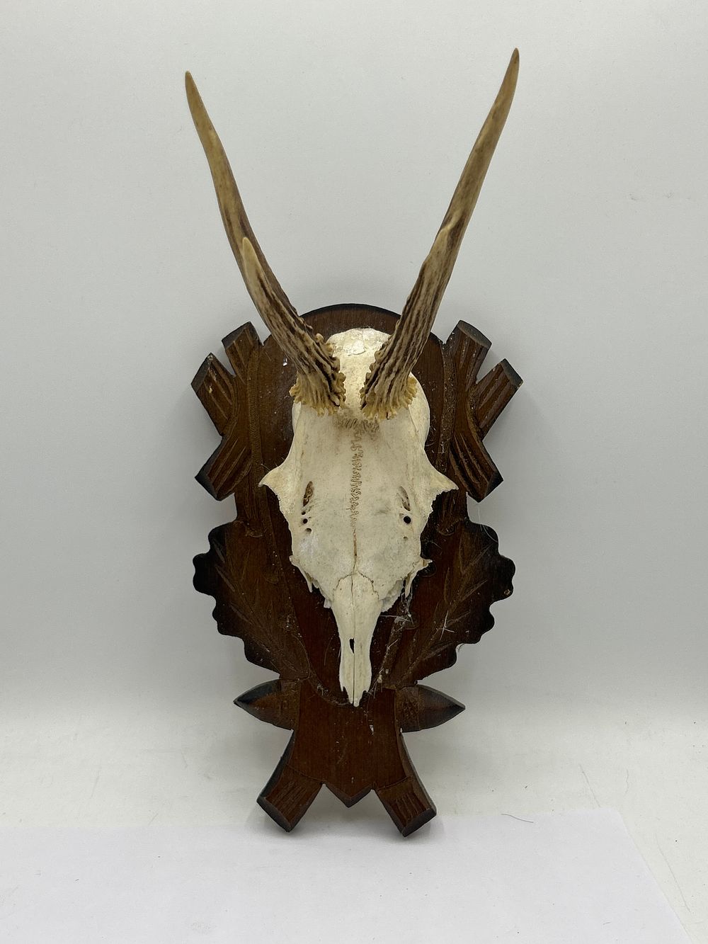 Lot 465: Taxidermy Antlers Mounted On Wooden Carved Shield