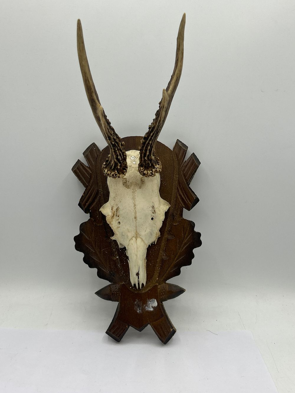 Lot 466: Taxidermy Antlers On Wooden Carved Shield