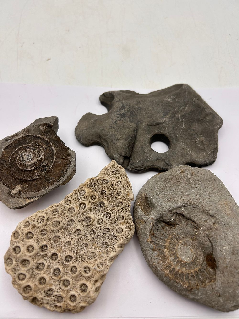 Lot 371: A Collection of Natural Geological Fossils, including Ammonites and Colonial Coral