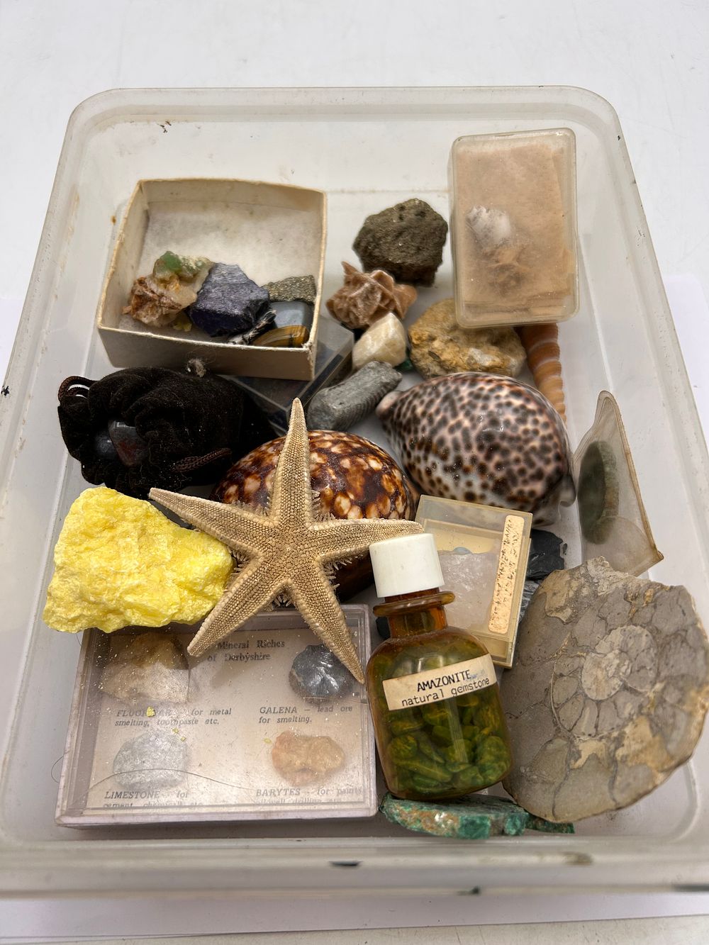 Lot 373: A Vintage Study Collection of Minerals, Fossils, and Marine Life