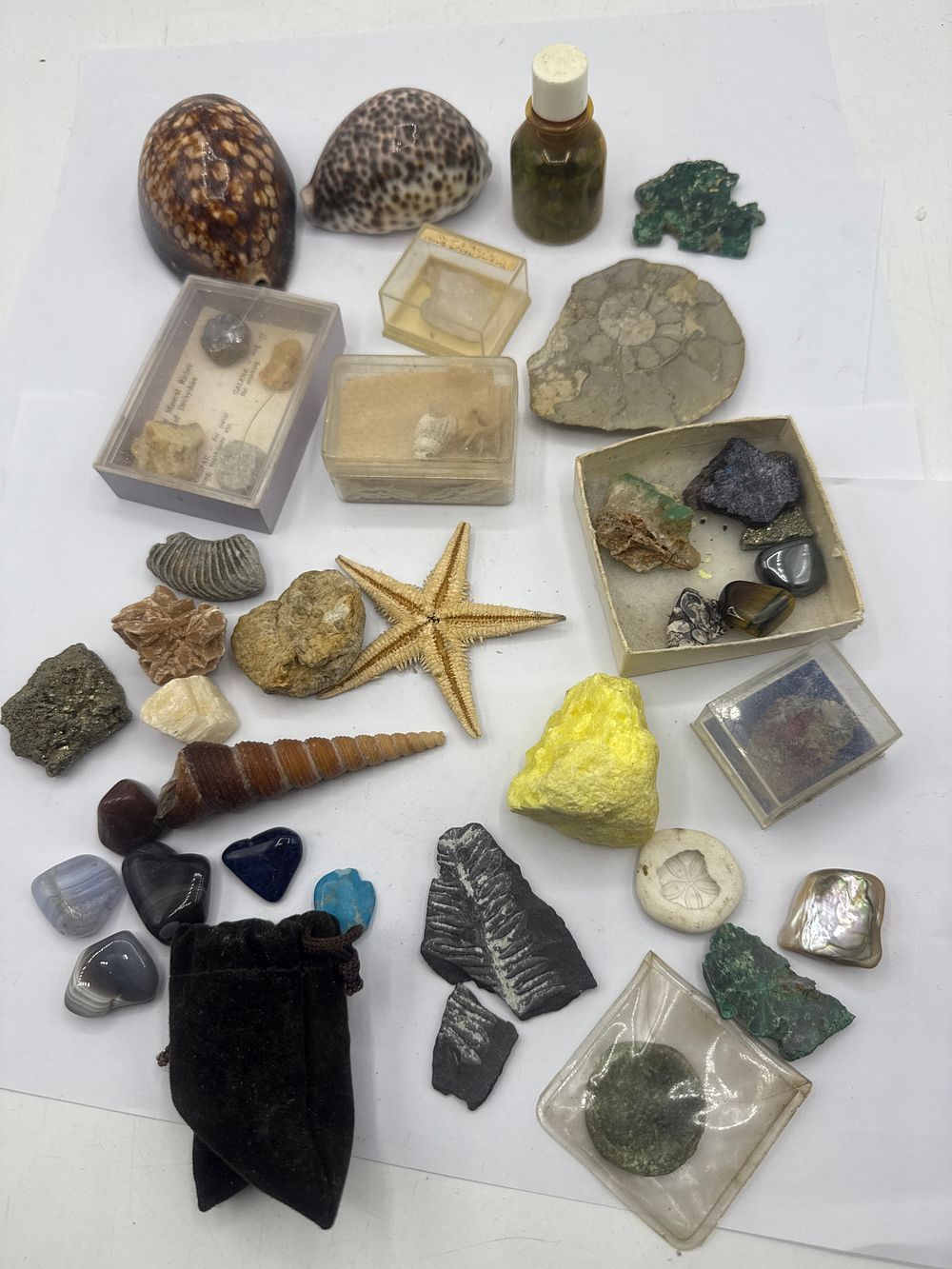 Lot 187: A Collection of Natural History Specimens, including Minerals, Fossils, and Seashells