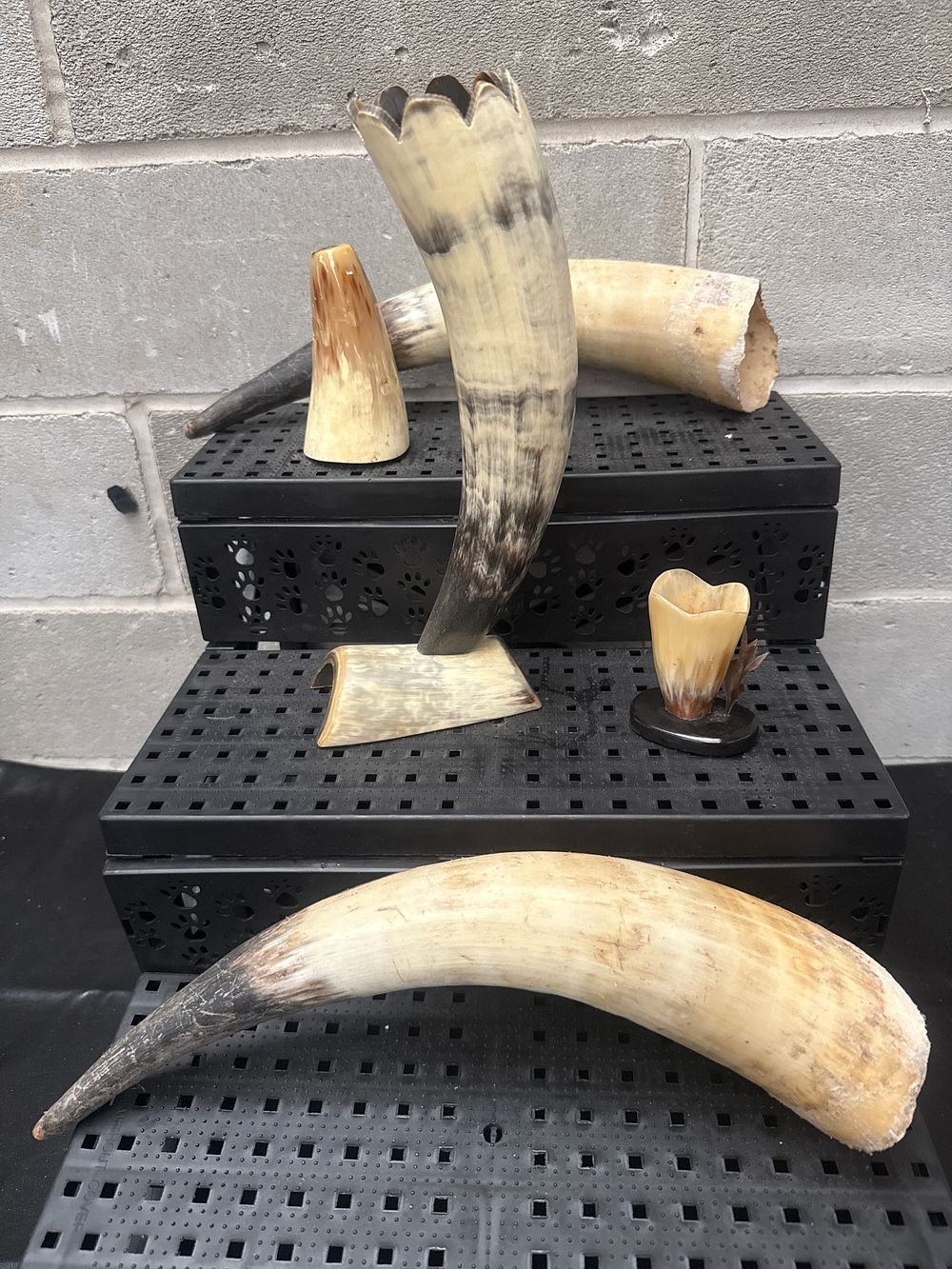 Lot 435: A Collection of Polished Bovine Horns