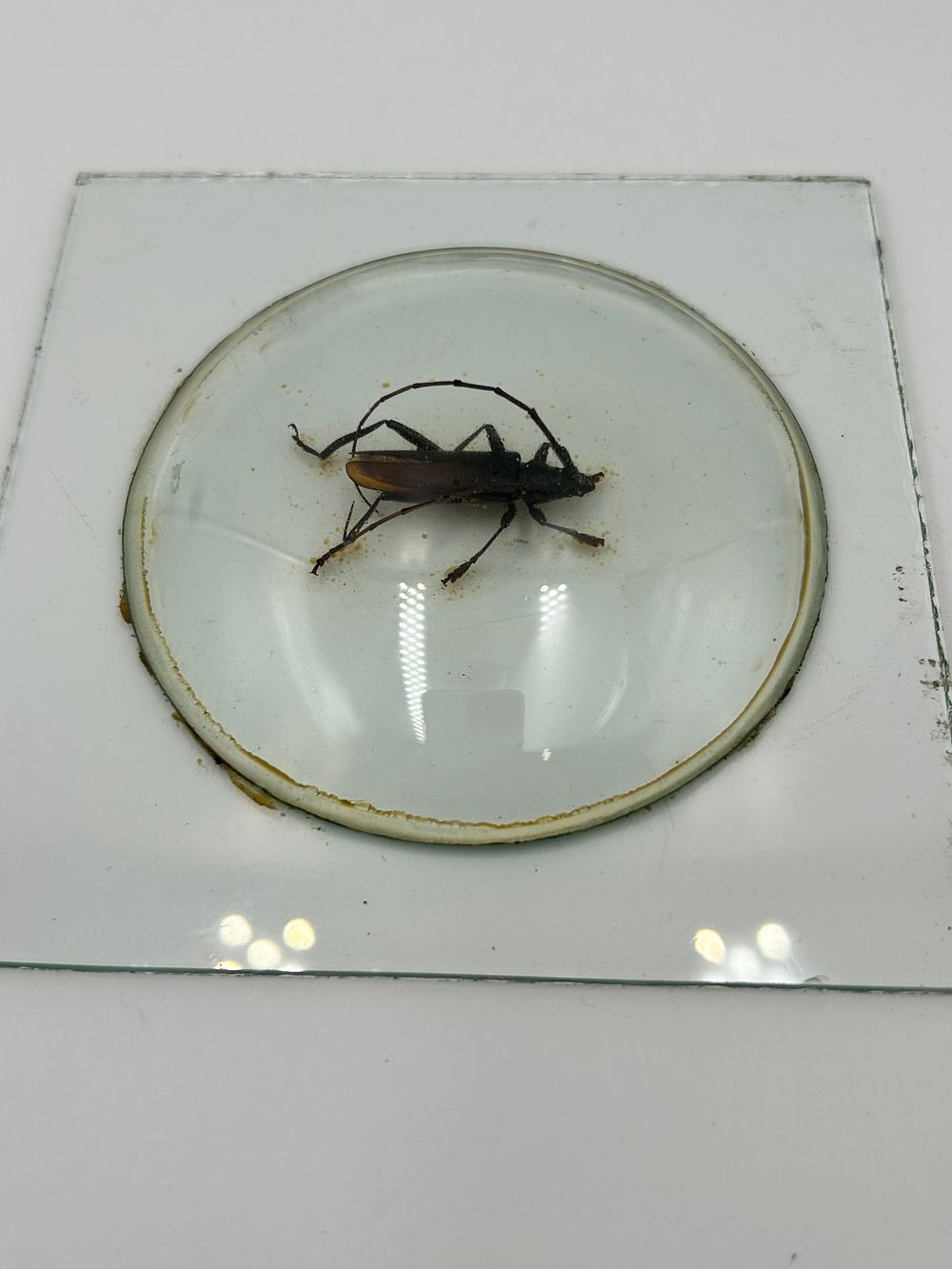 Lot 147: A Cerambyx? Preserved Longhorn Beetle Specimen In Glass Mount