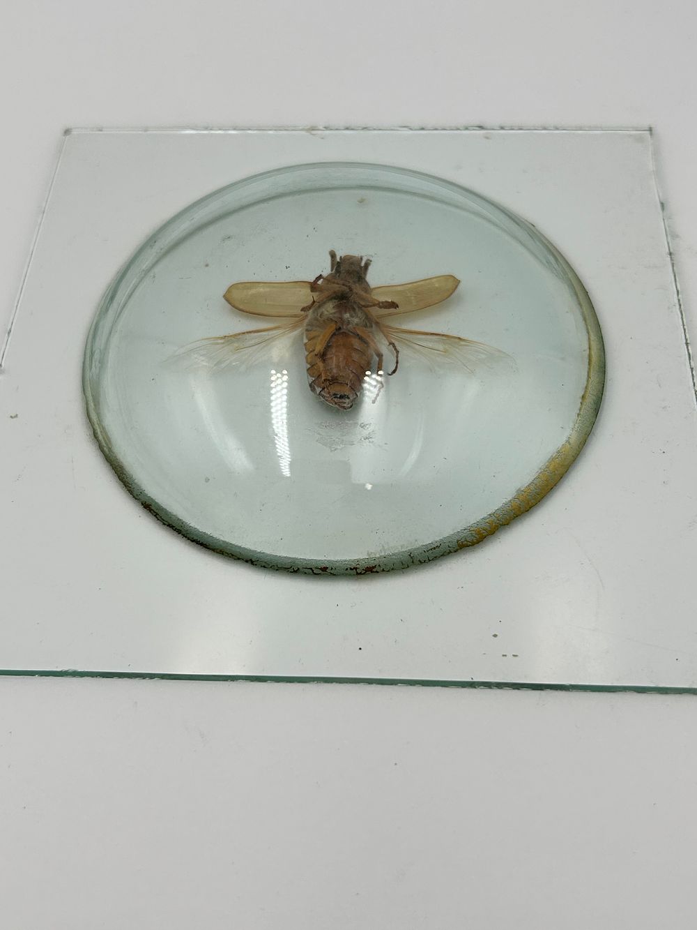 Lot 148: Common Cockchafer? Entomological Specimen Under Domed Glass, 2.5"