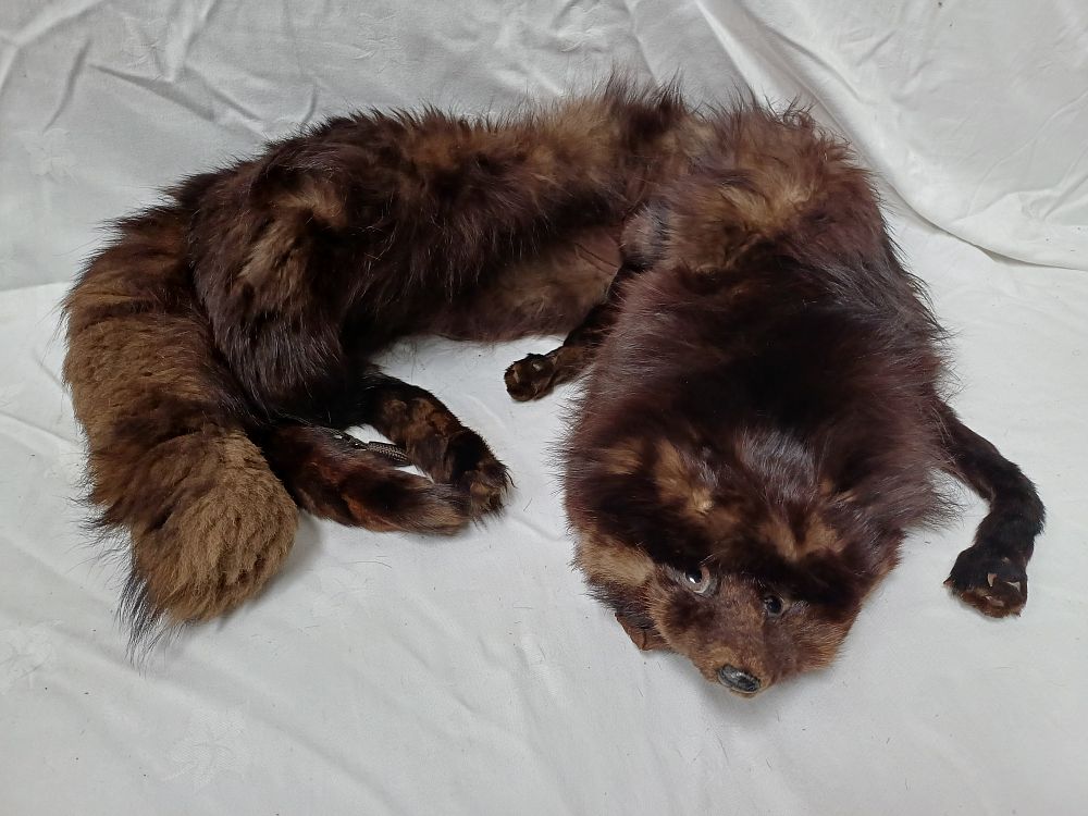 Lot 495: Mid-20th Century Brown Fox? Full Pelt Fur Stole