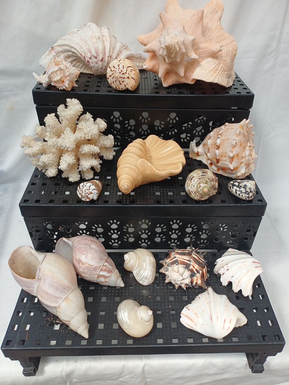 Lot 570: A Collection of Marine Specimens Including Aliger gigas? and Scleractinia? Coral