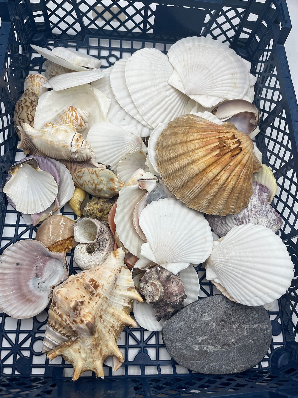 Lot 1084: A Collection of Marine Shells and a Weathered Stone?