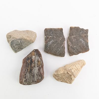 4 Piece Fossil Collection. Includes 2 leaf fossils and 2 crustacean fossils with the largest 